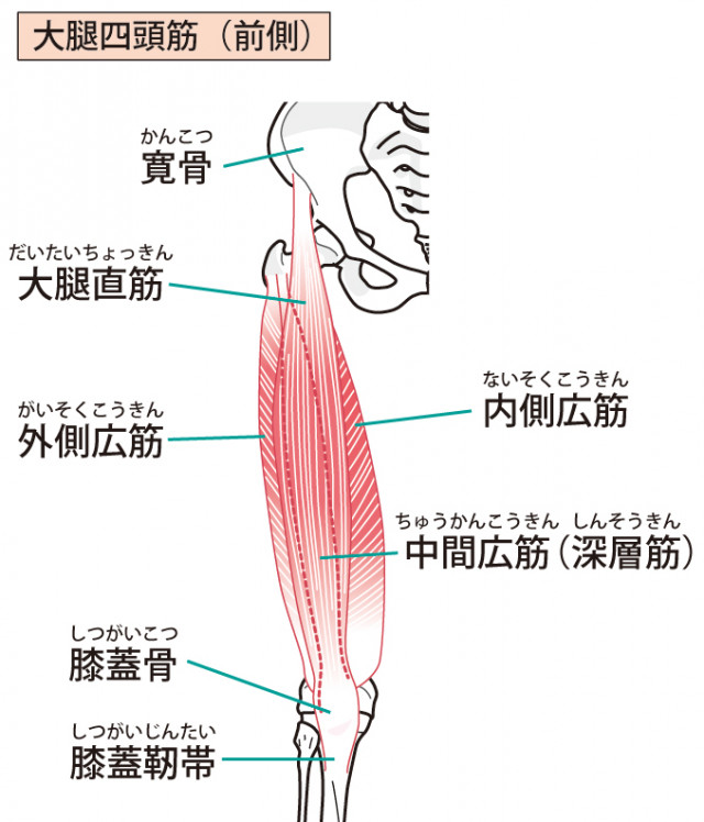 太もも筋肉