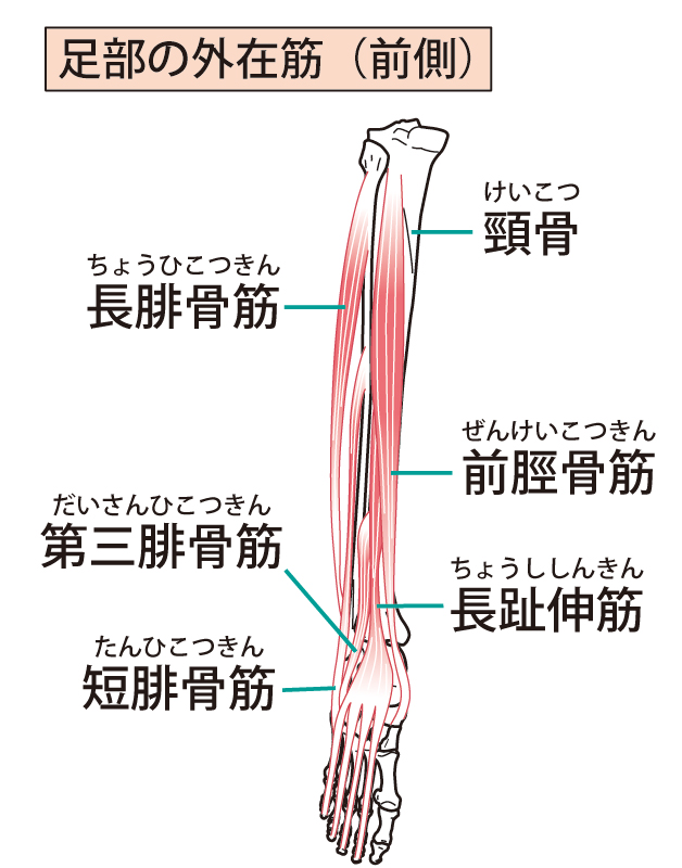 下肢のイラスト