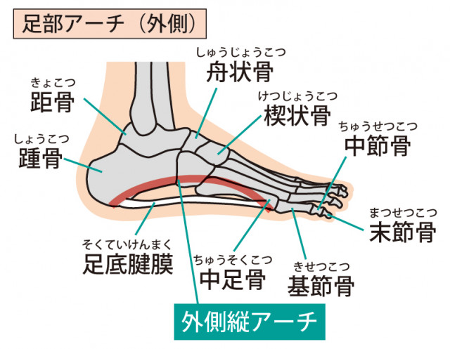 足底筋膜炎とは、足の筋膜・腱膜に炎症が起こる症状です。
