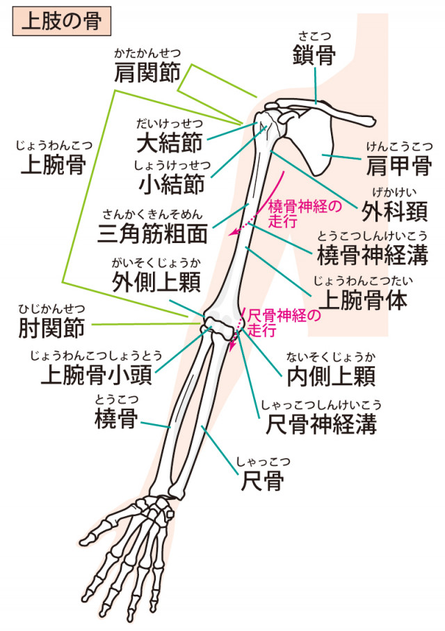 上肢 イラスト