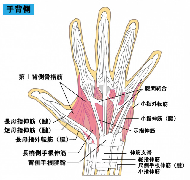 ばね指は屈折筋の腱鞘炎