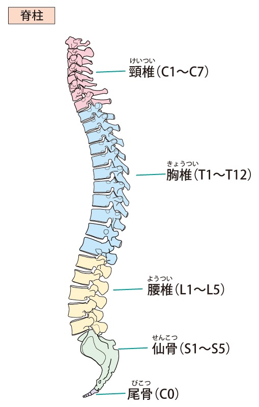 腰椎椎間板ヘルニア 新潟の整体 医師も推薦 三条名倉堂鍼灸整骨院