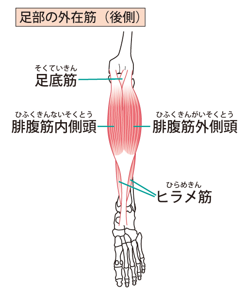足の筋肉の写真