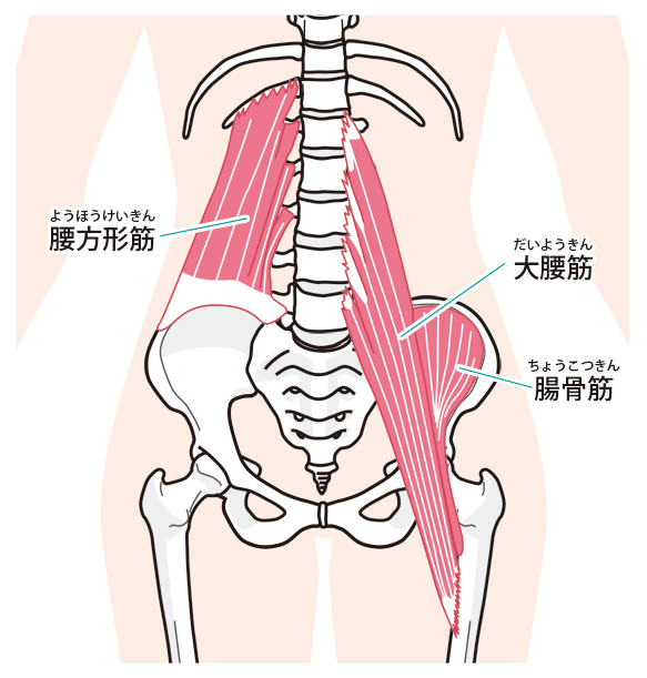 腰の筋肉のイラスト写真
